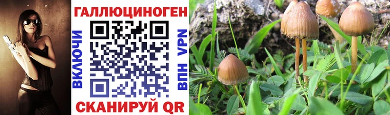 Галлюциногенные грибы Psilocybine cubensis  Сретенск 